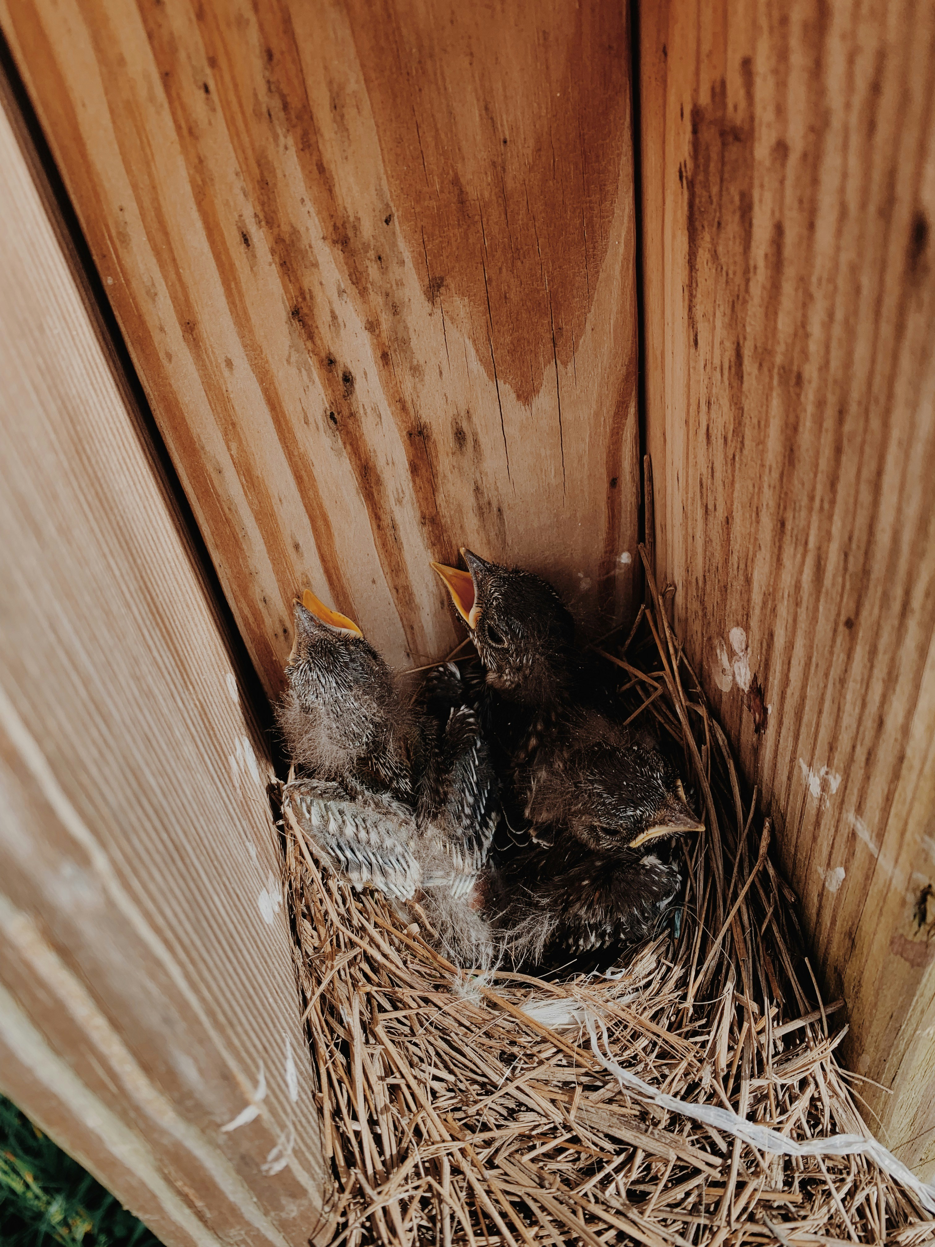 Poussins noirs et gris photo Photo