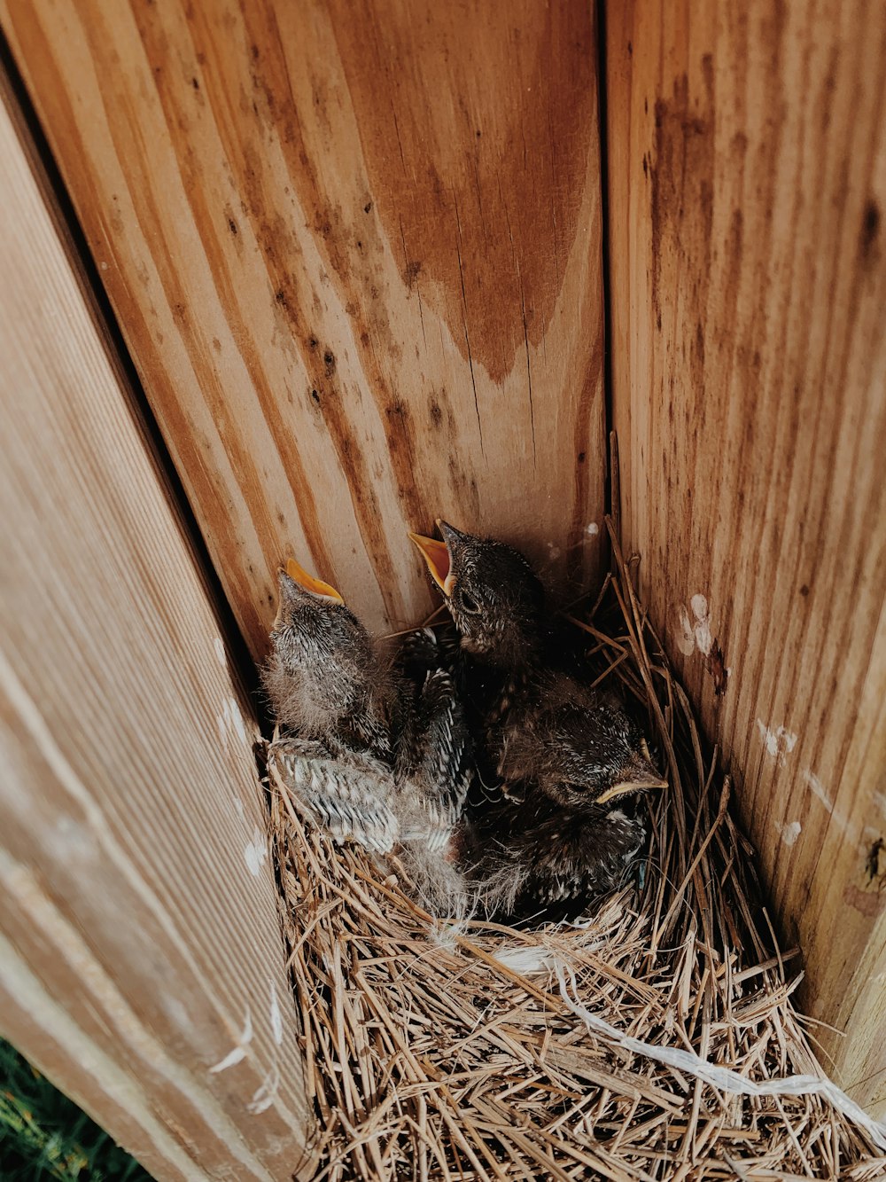 black and gray chicks