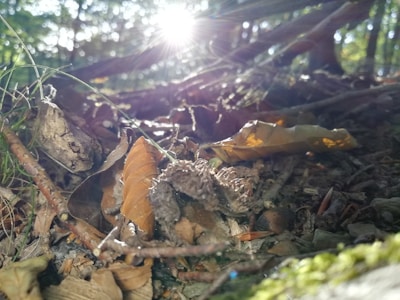 A warm sunbeam breaking through tall trees, illuminating a tranquil woodland clearing.