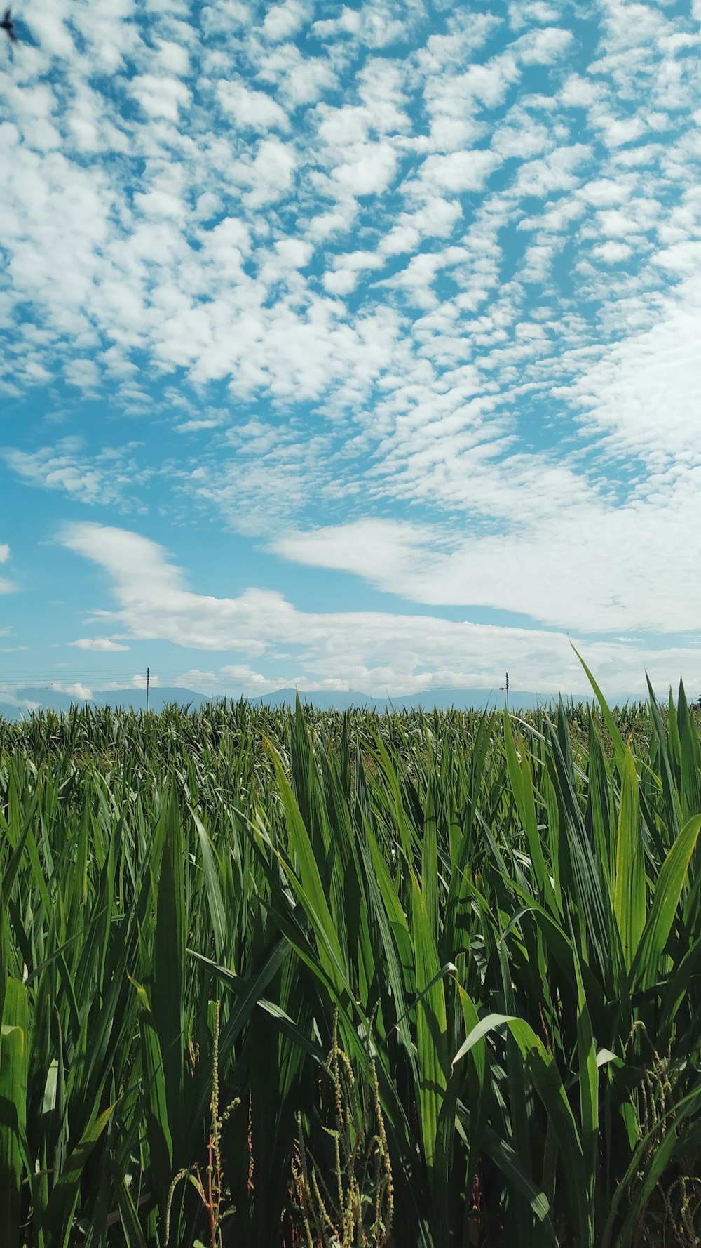 Champ de maïs vert sous un ciel bleu et blanc pendant la journée