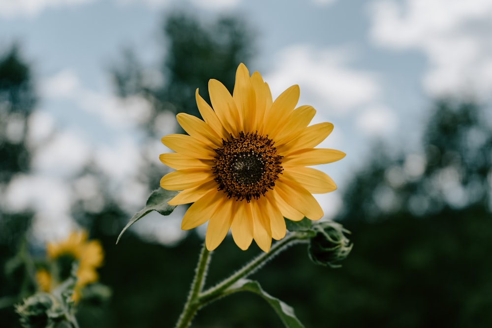 yellow sunflower