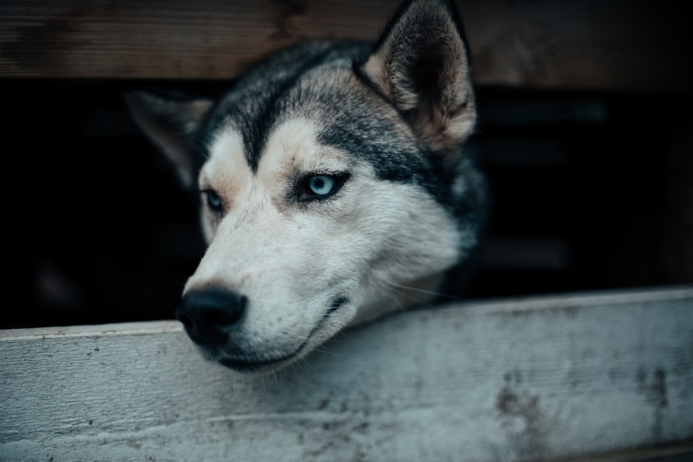 adult Siberian husky photo