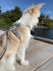 A light-colored dog is wearing a harness and leash, sitting on a wooden deck. The dog is looking towards the water and appears relaxed. In the background, there are trees, green foliage, and a clear blue sky.