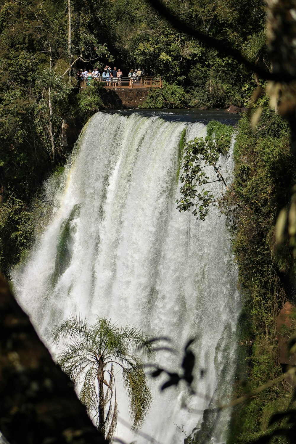 selective focus photography of waterfalls during daytime