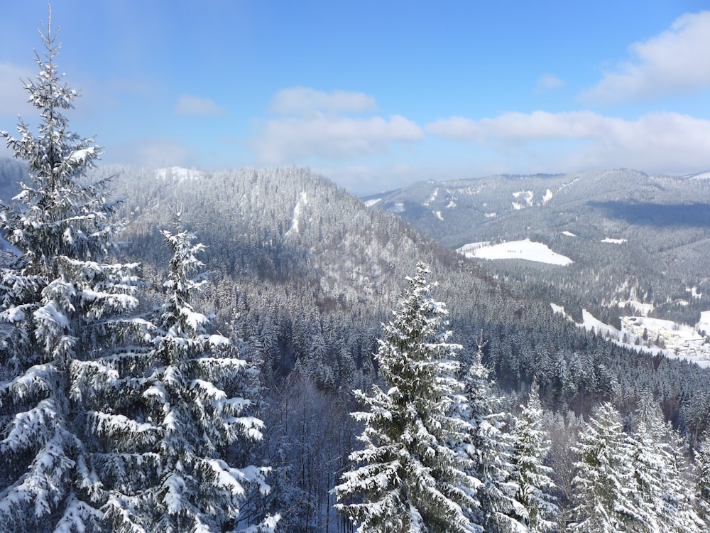 field of white trees