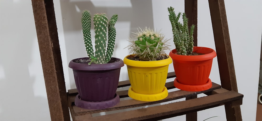 three green cactus plants with assorted-color planters on brown shelf