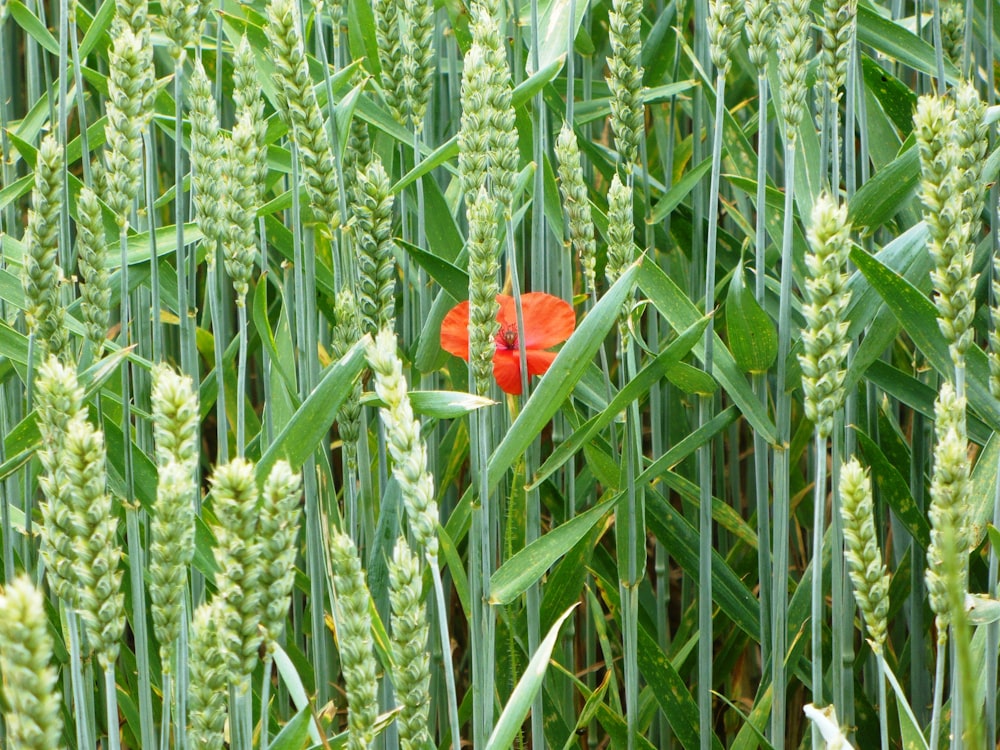 red flower surrounded by green plants during daytime