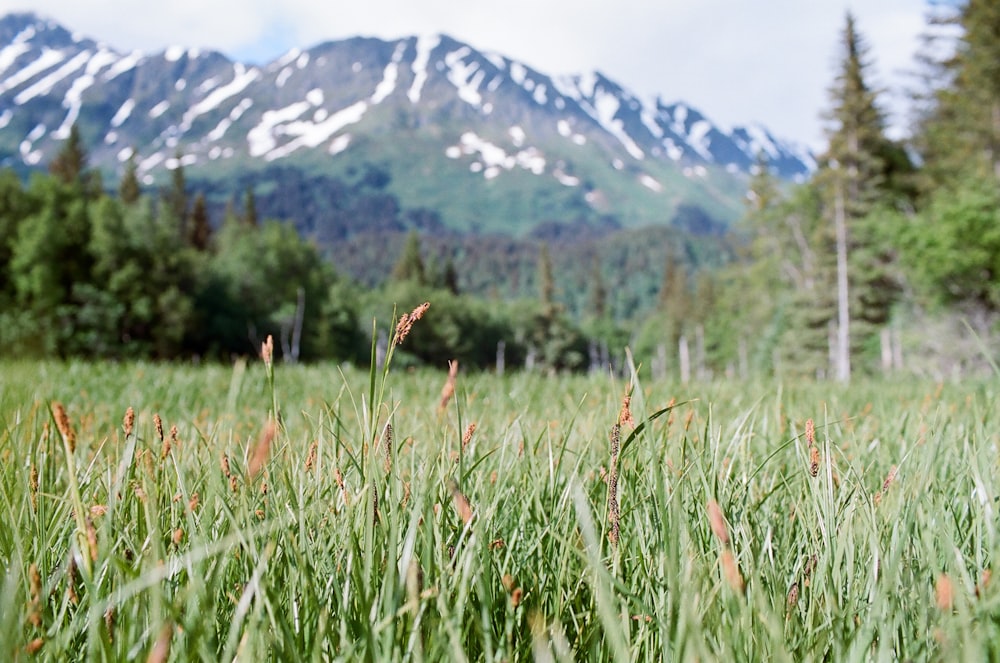 campo di piante durante il giorno