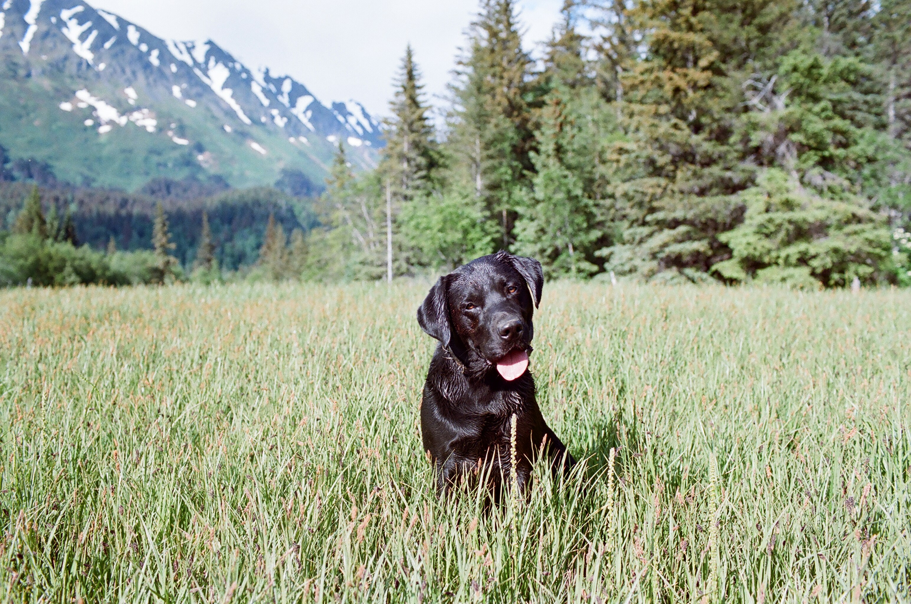 Happy healthy black Labrador outdoors in nature
