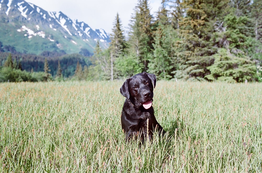adult Labrador retriever sitting on grass field