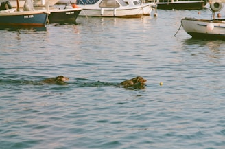 Two dogs working together to pull a rescue rope from the shore.