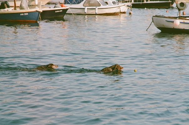 Two dogs working together to pull a rescue rope from the shore.
