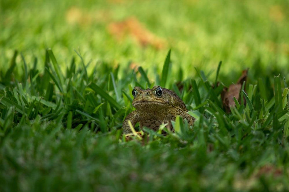 frog on grass