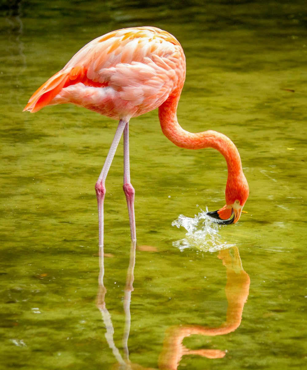 close-up of flamingo