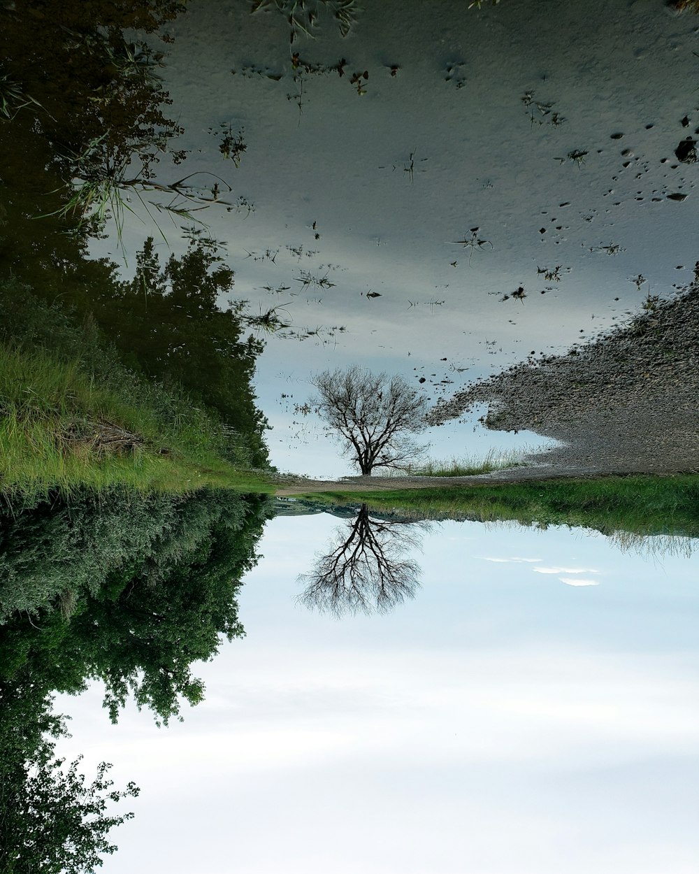 body of water near bare tree