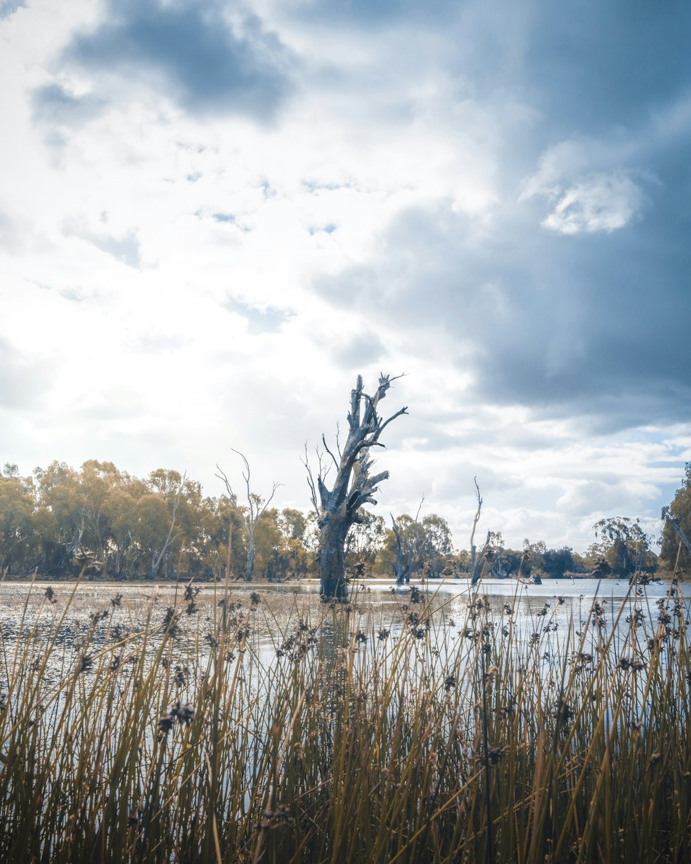 body of water near trees