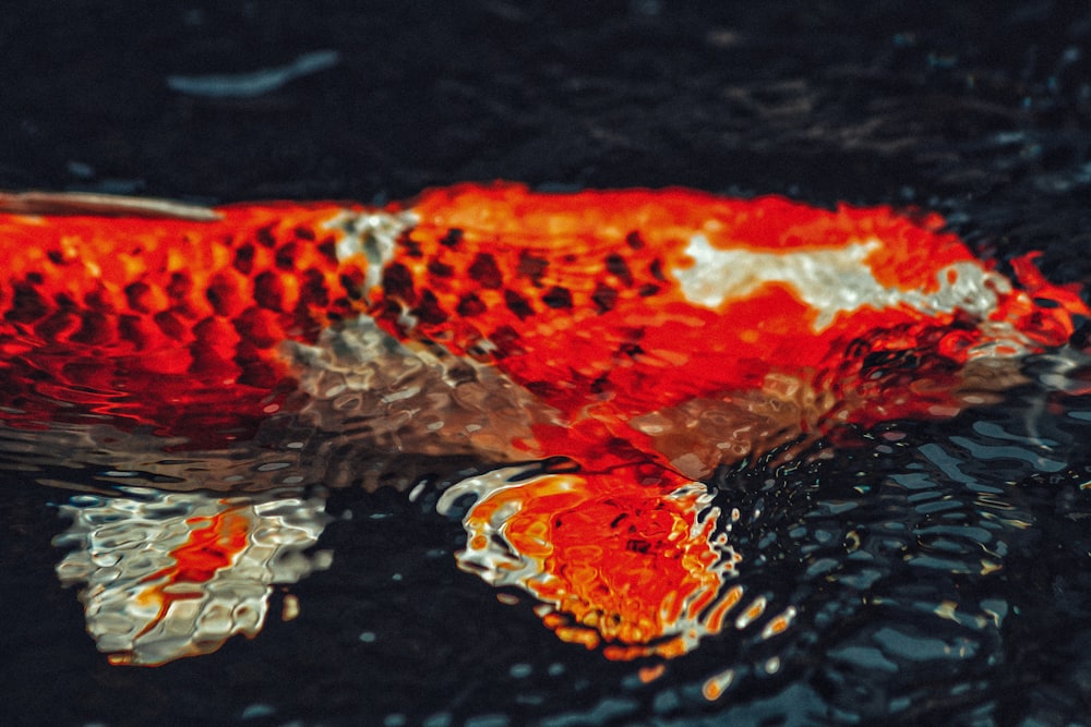 close-up of white and orange carp