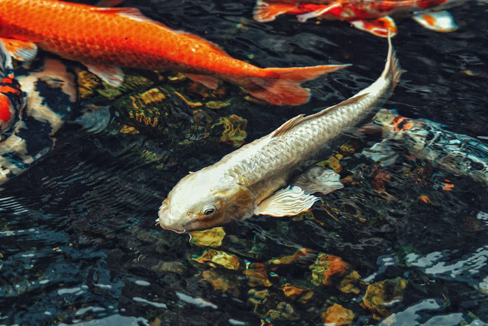 several koi fish