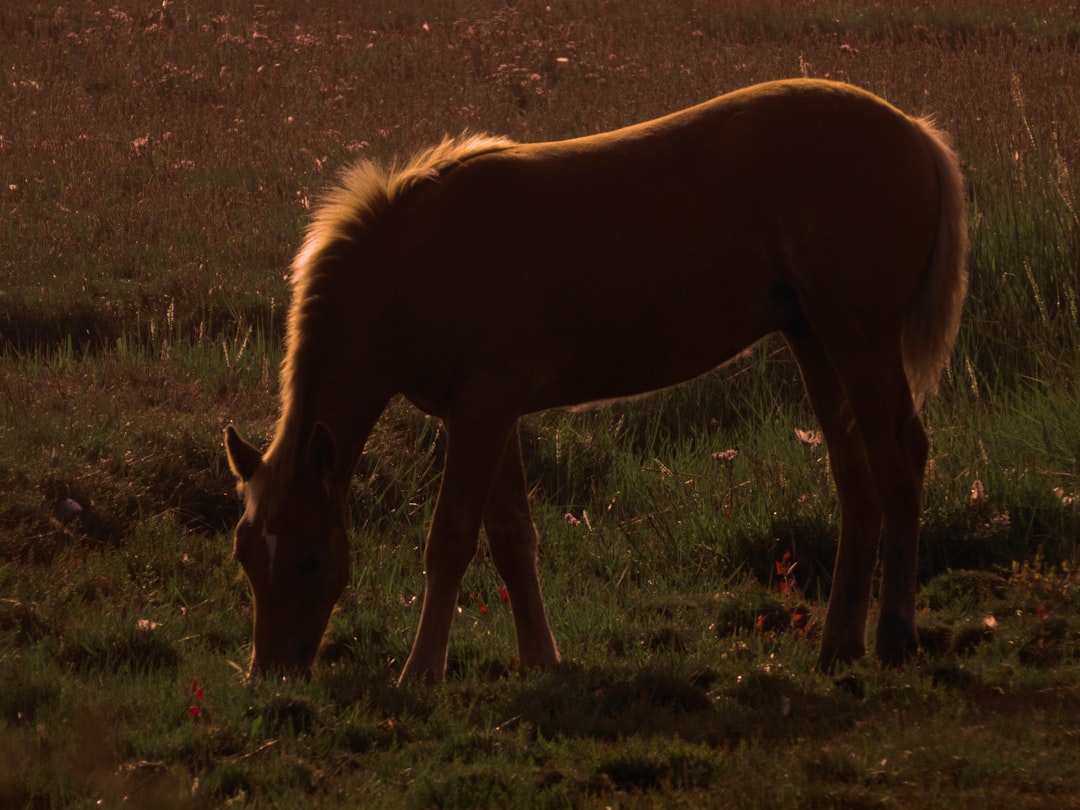 brown horse eating grass