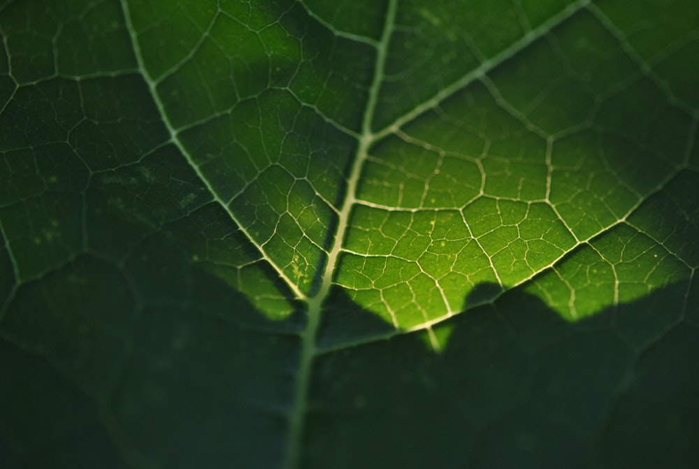 selective focus photography of green leaf