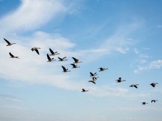 birds flying during day