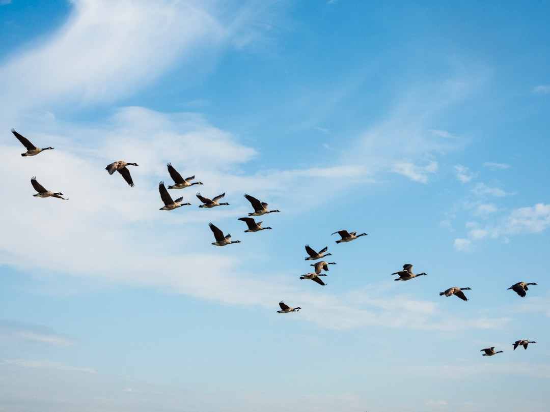  birds flying during day goose