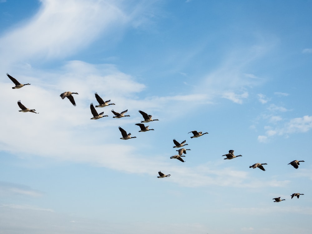 birds flying during day