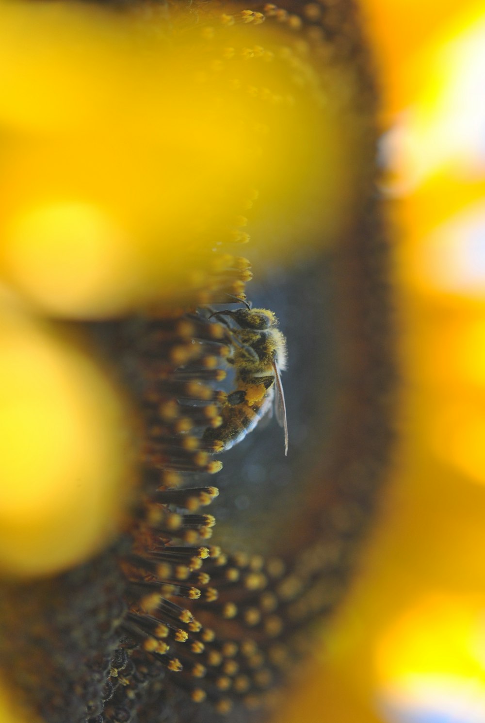 closeup photo of bee perching on sunflower