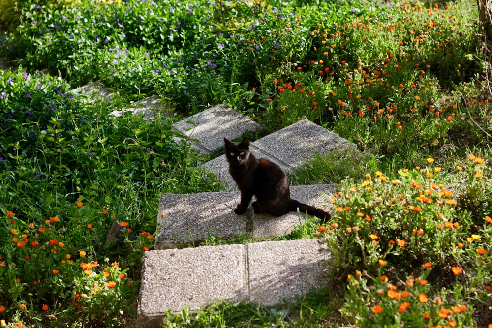 Bombay cat sitting on pavement