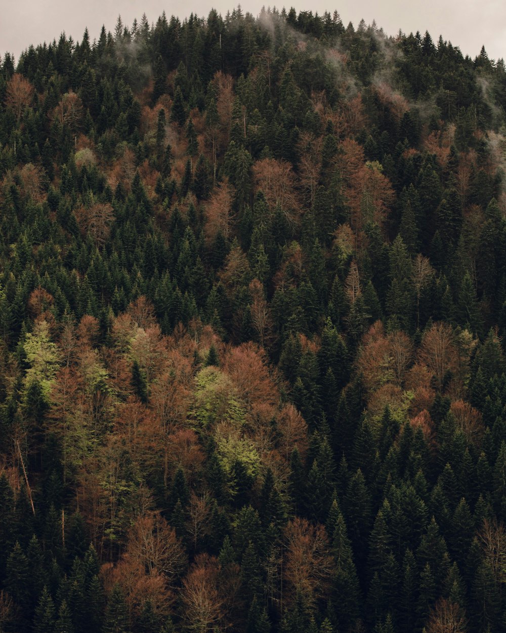 green pine trees at daytime