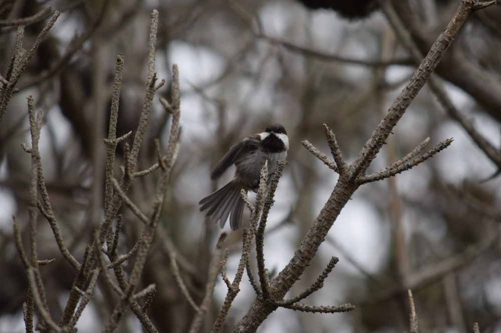 grauer Vogel auf Baum