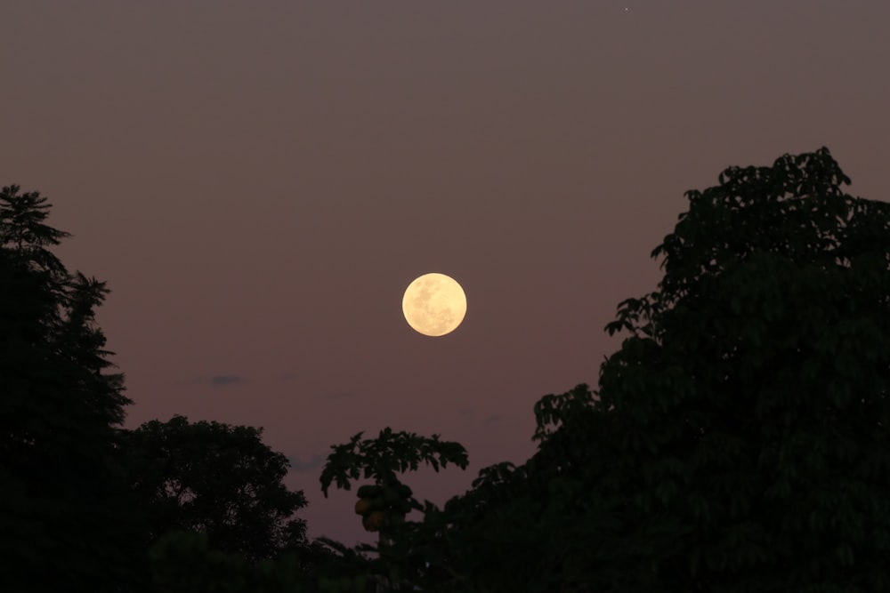 silhouette of trees during nighttime