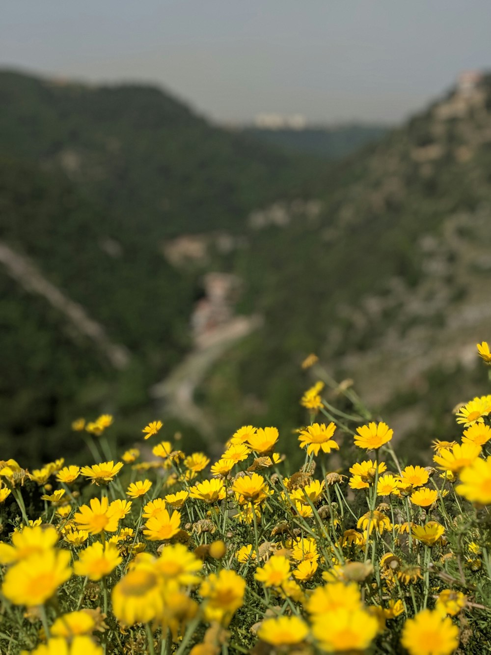 yellow petaled flower field during daytime