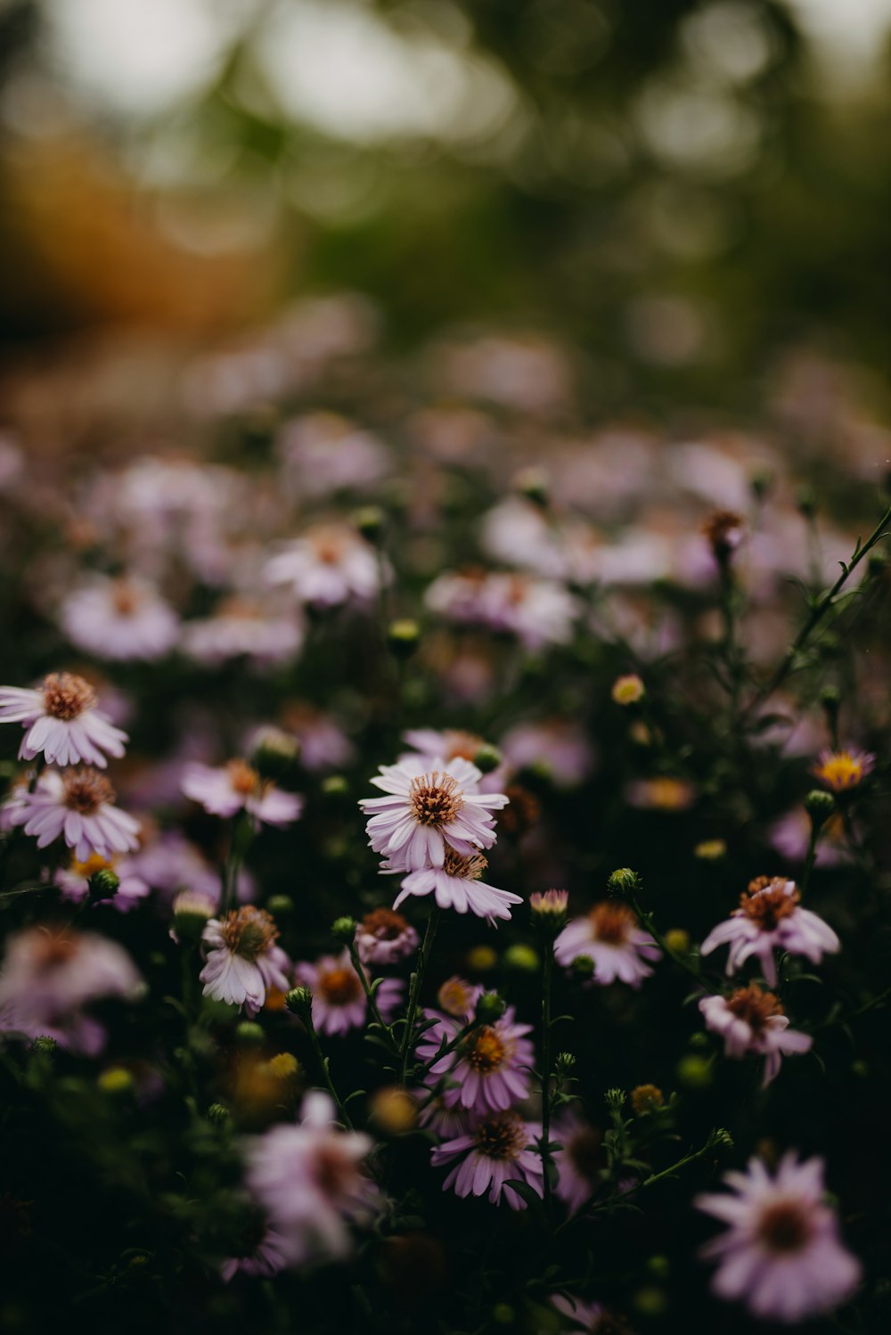 white daisy flower field during daytime selective focus photography