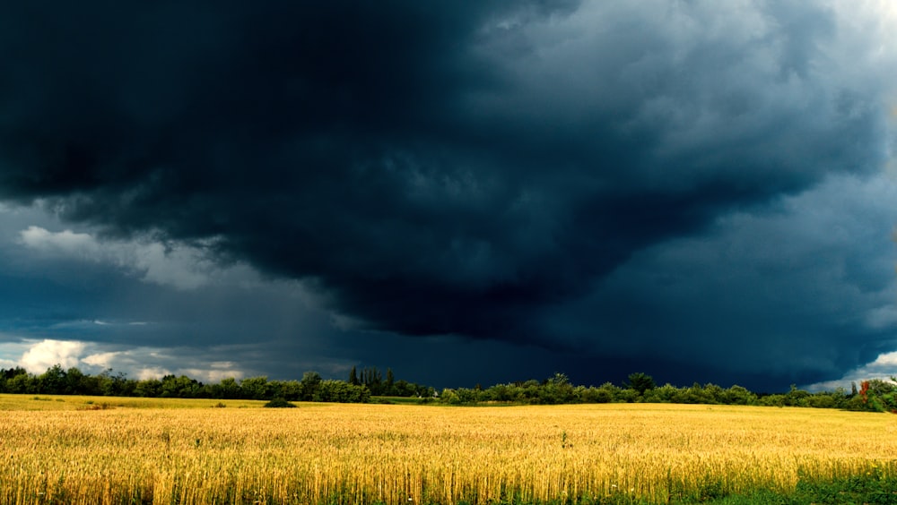 green and yellow grassfield under gray cloudy sky