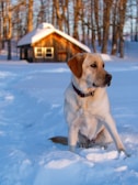 beige dog sitting on snow field