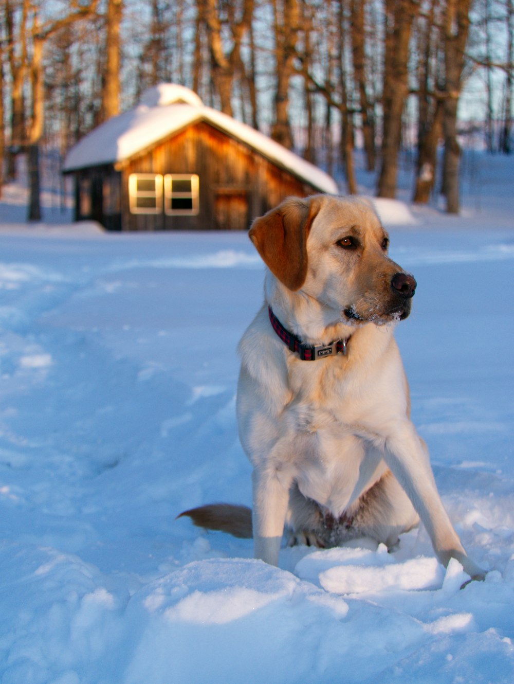 perro beige sentado en el campo de nieve