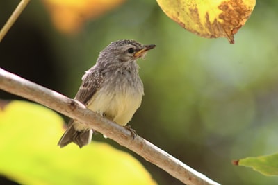 gray bird pearched on tree