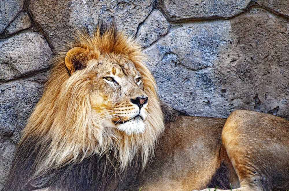 close-up of lion