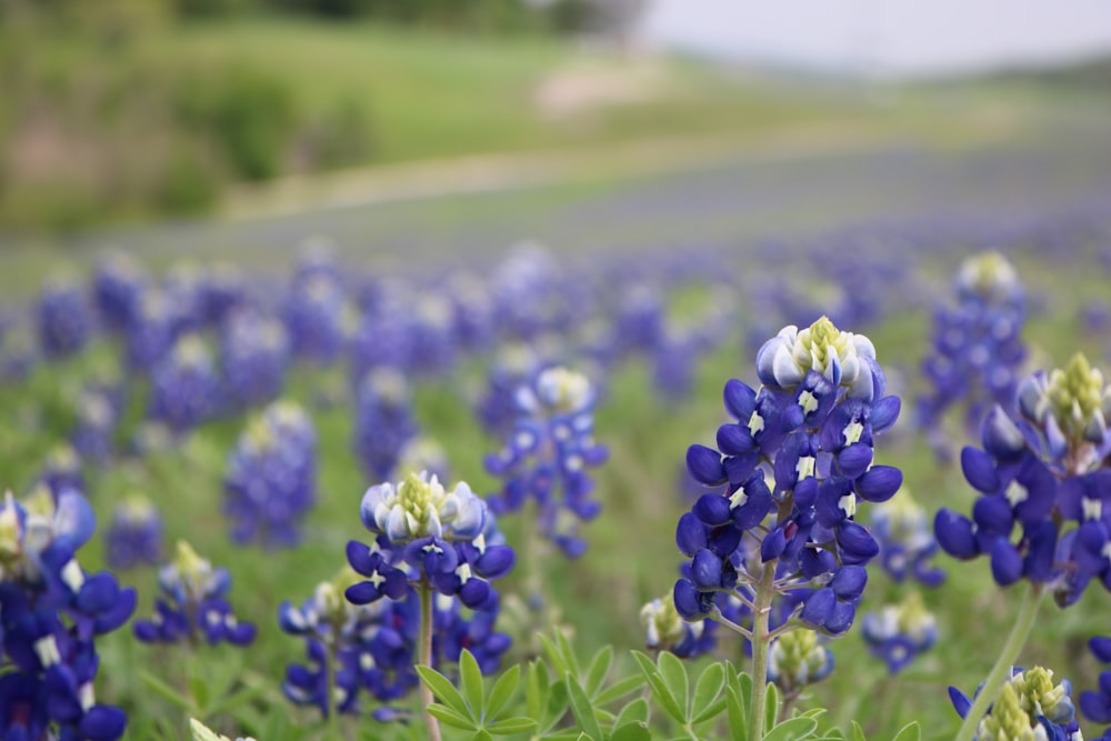 shallow focus photography of blue flowers