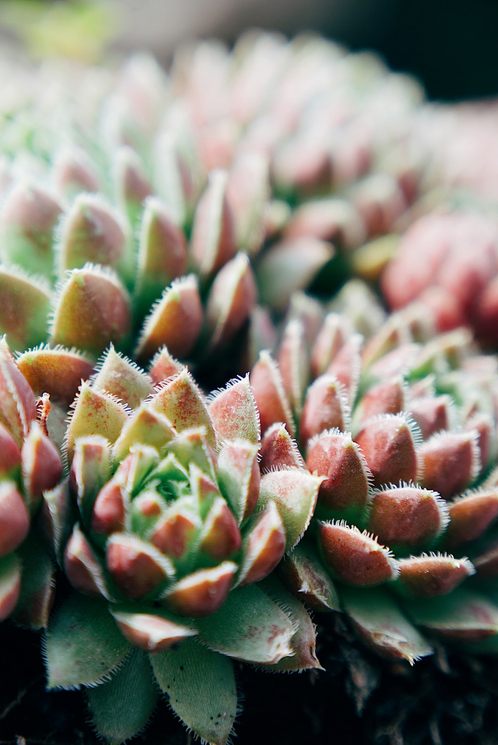 green succulent plant