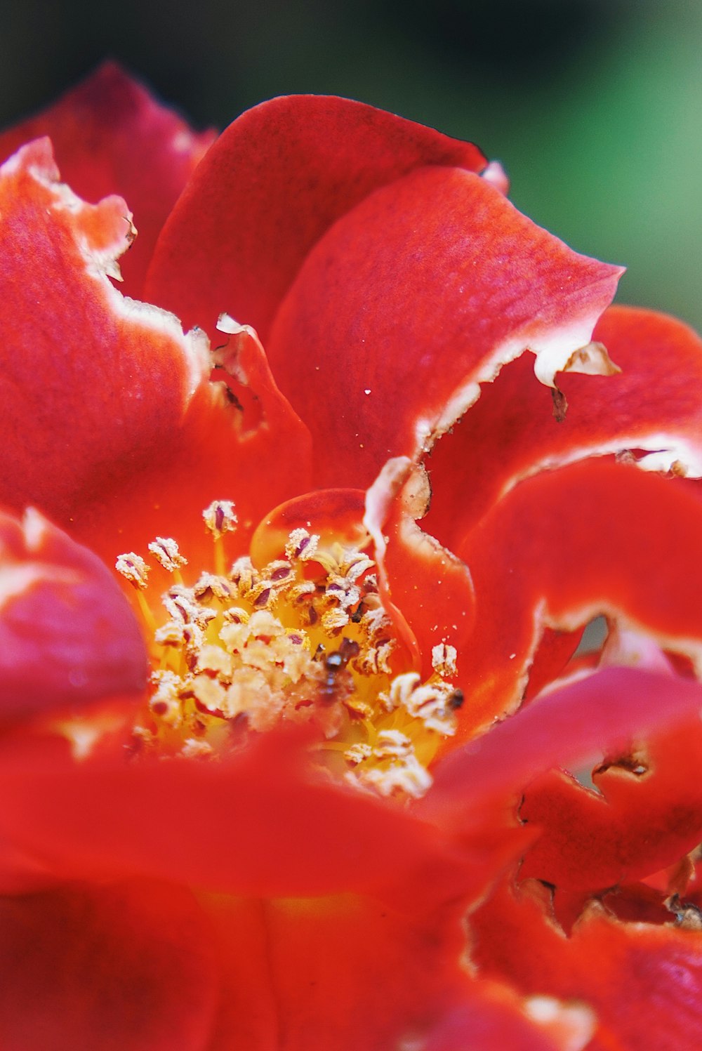 close-up of red petaled flower