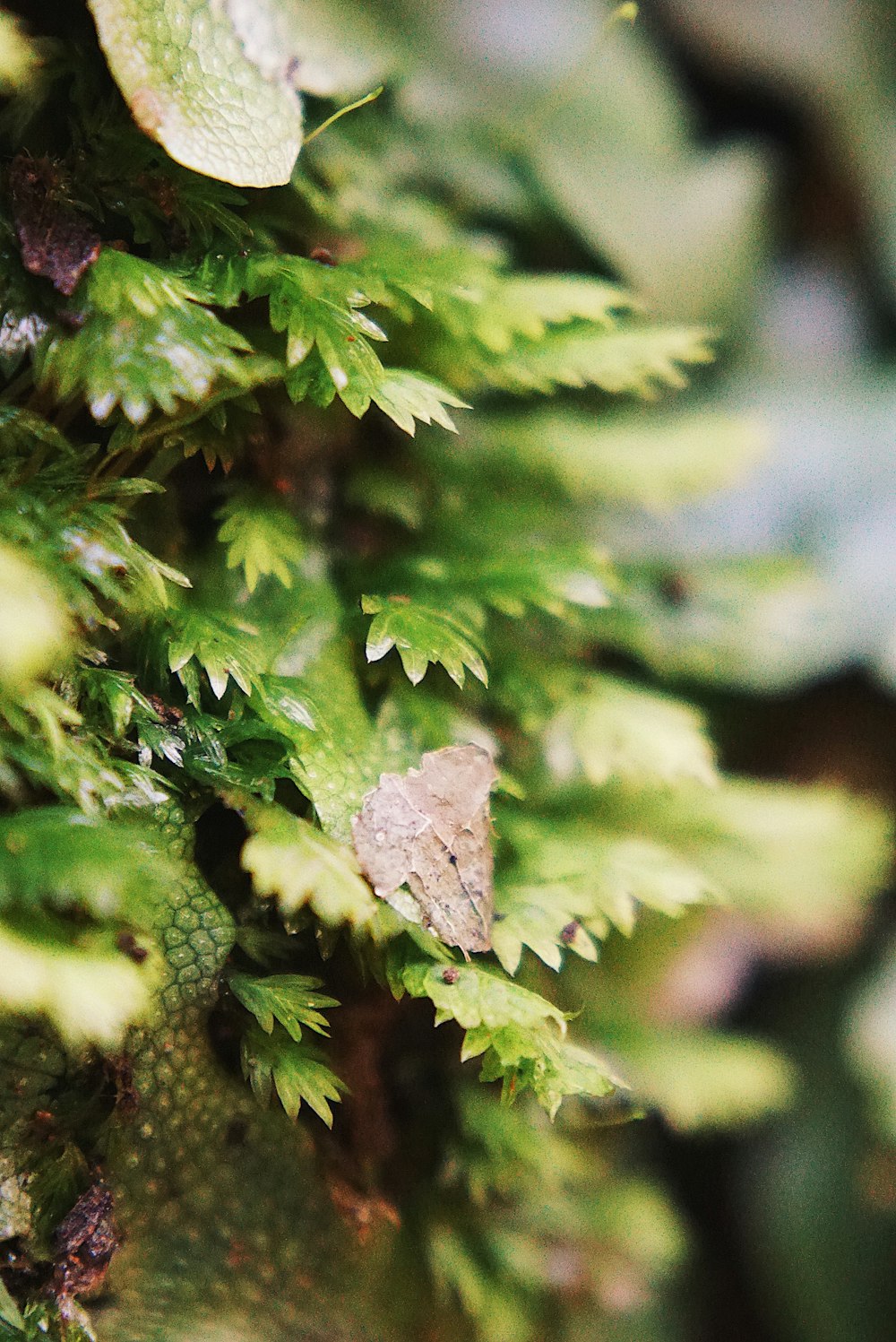 green leaf plant