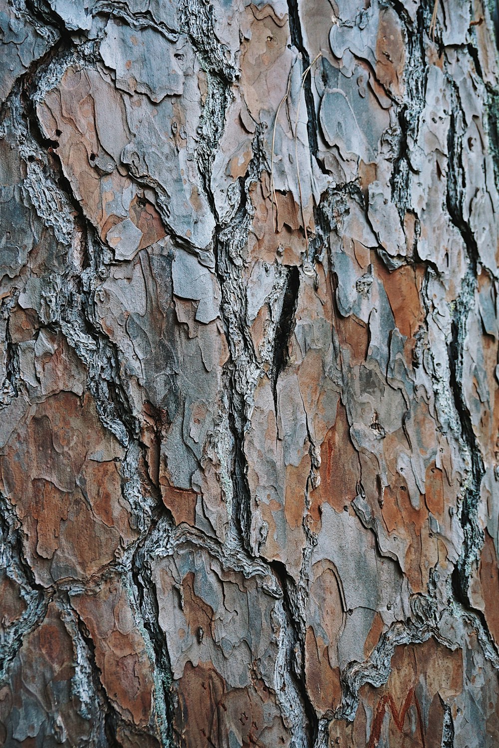 a close up of the bark of a tree