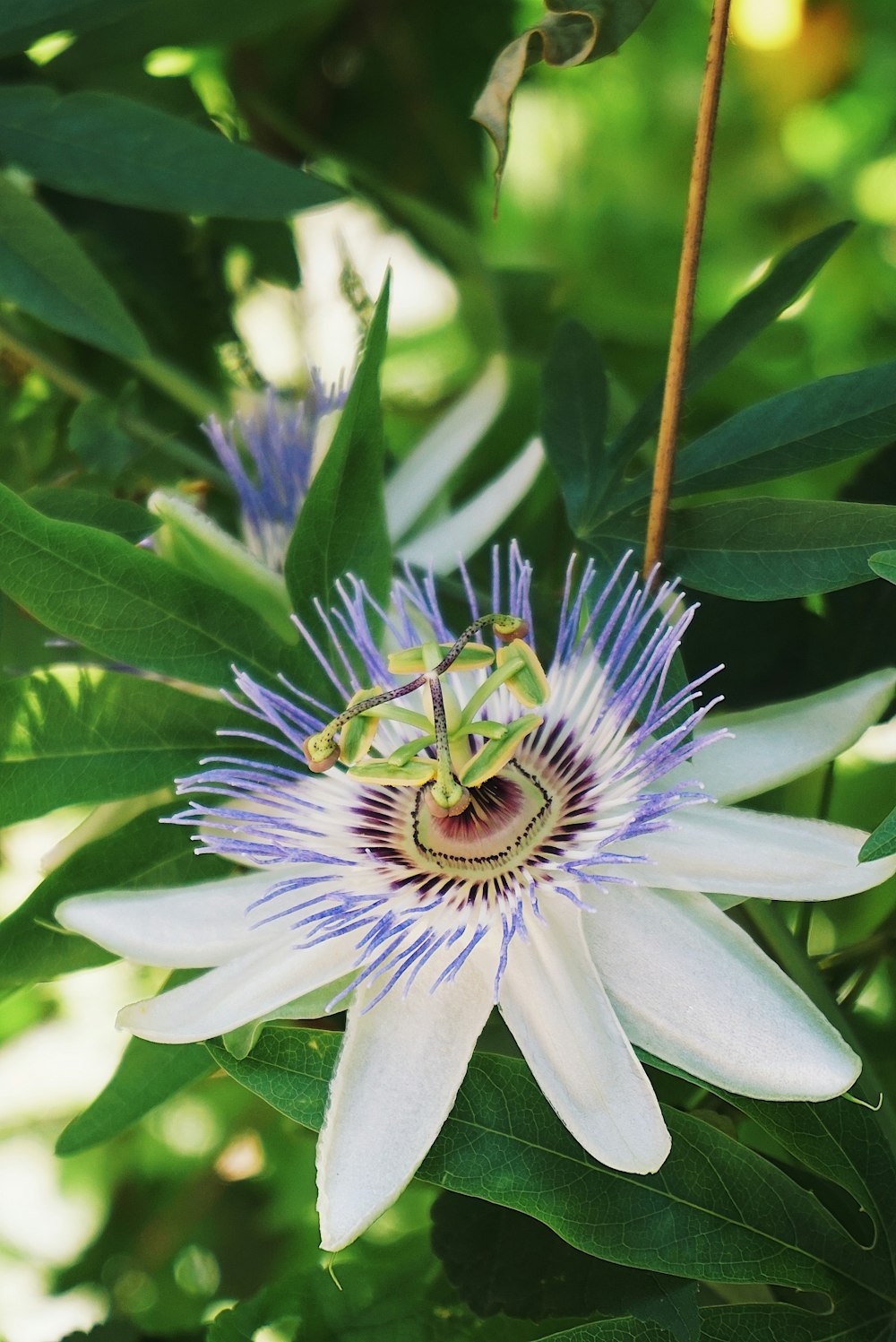 closeup photo of white petaled flowers