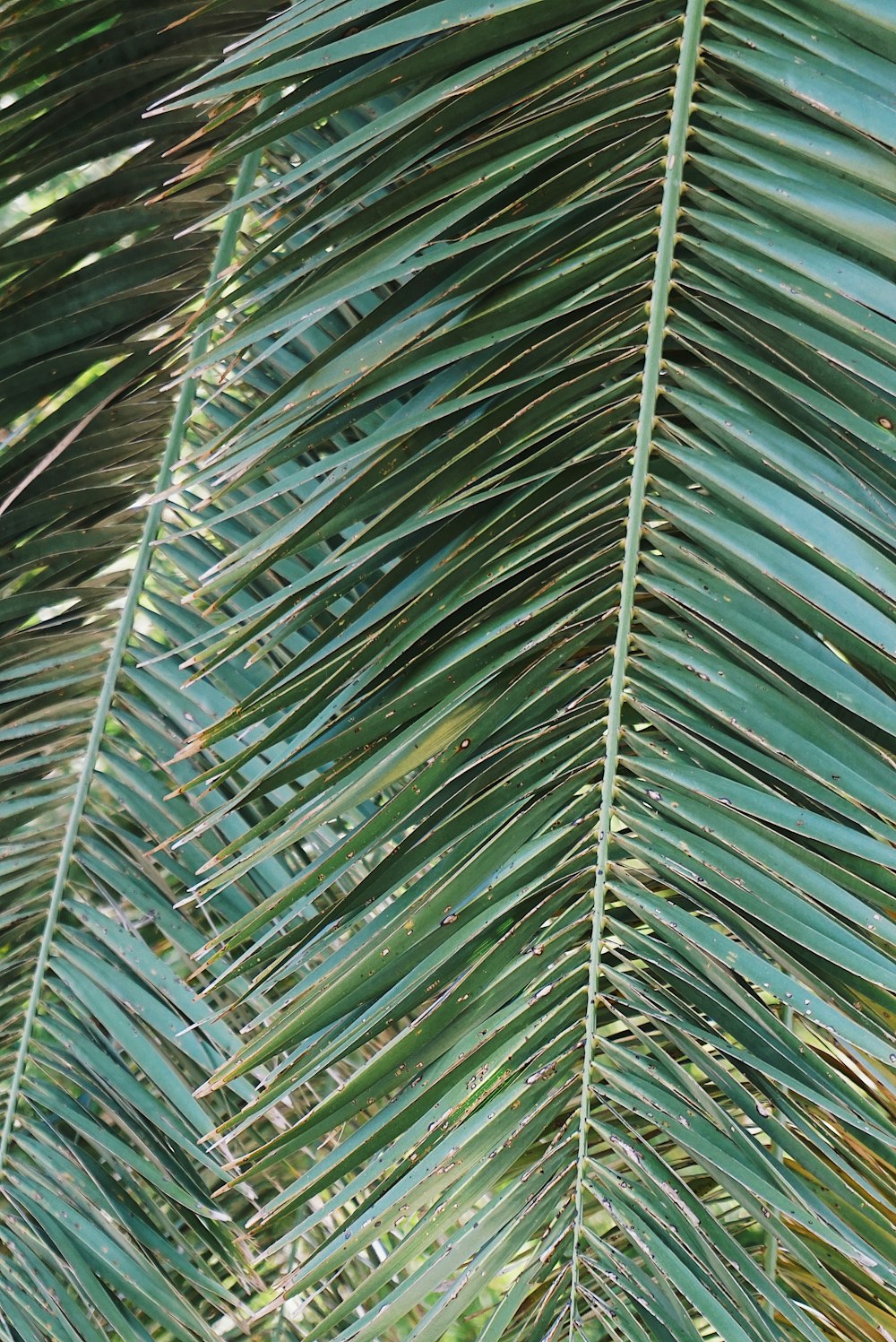 coconut palm leaves