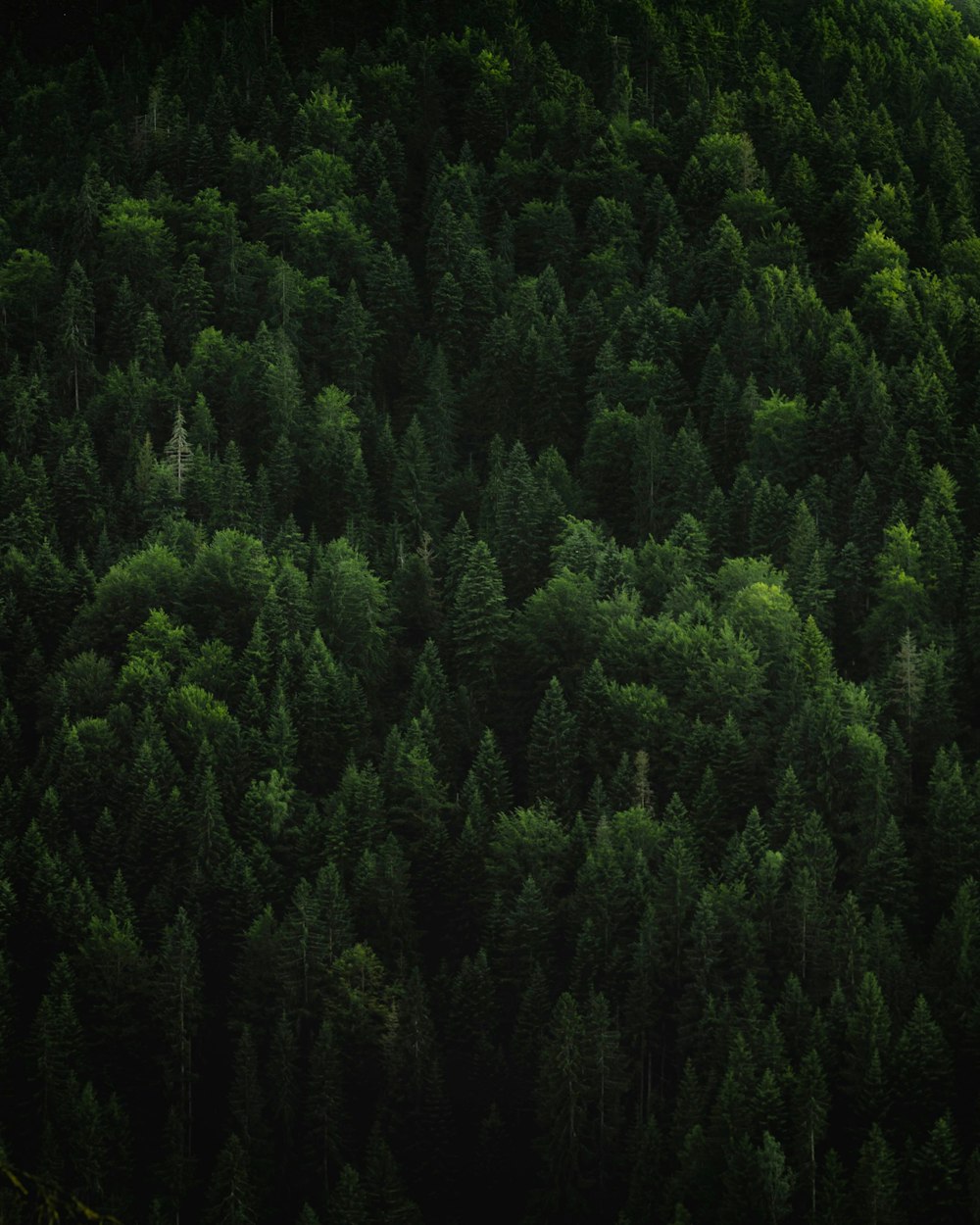 field of green trees