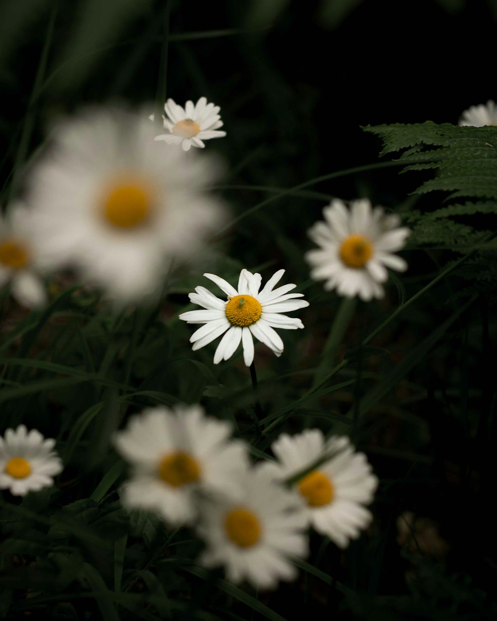 white-petaled flower