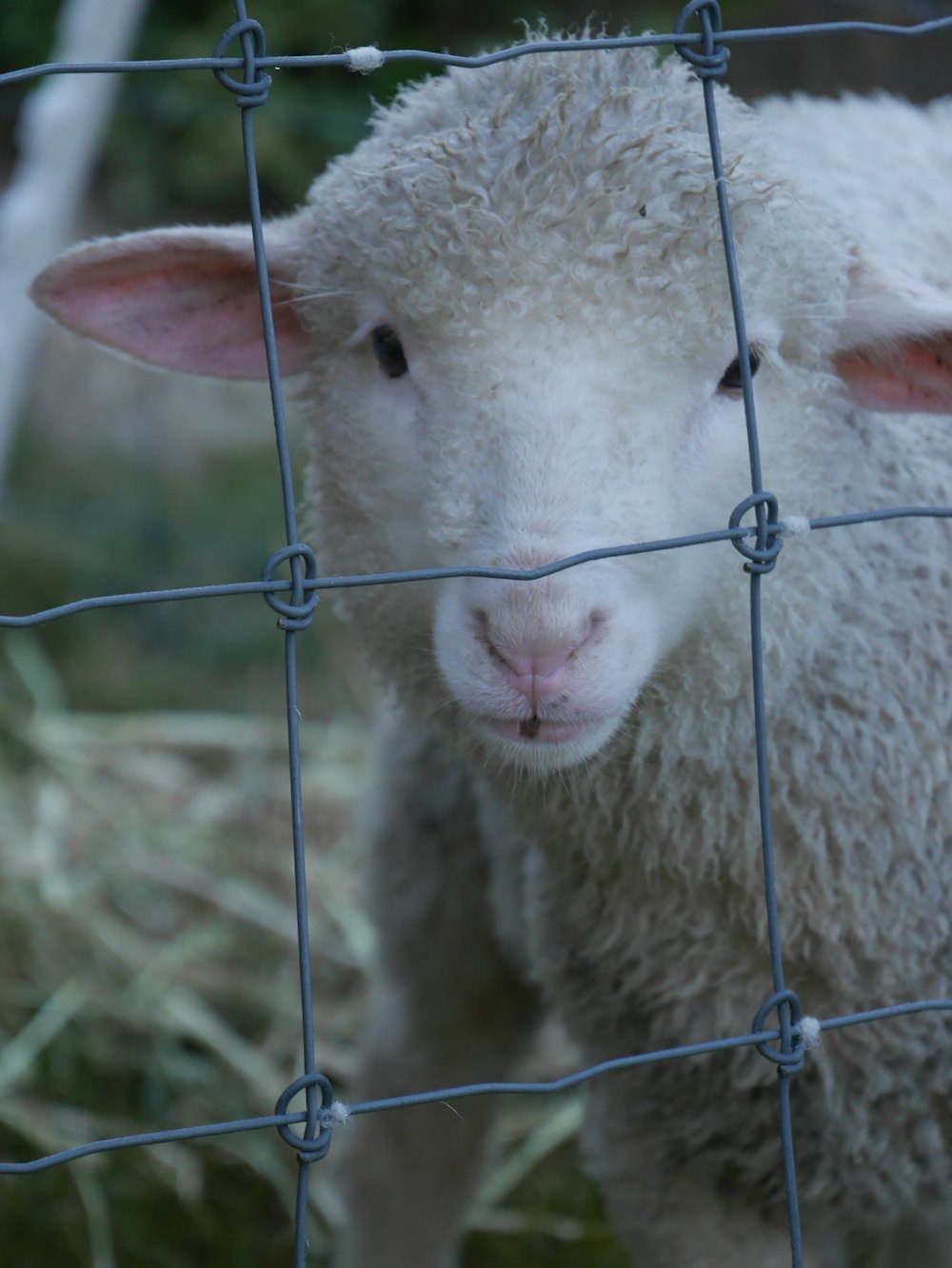 white sheep behind fence