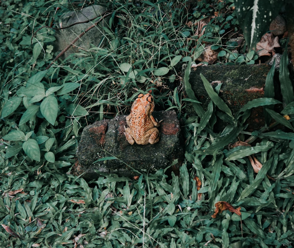 brown frog on rock